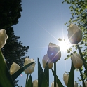 Tulipes a Morges 2007 - 015